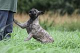 ADULTE ET CHIEN 084